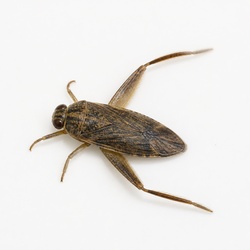 Water Boatman Identification Guide