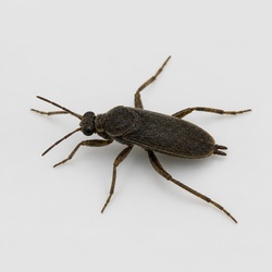 Water Cricket Identification Guide