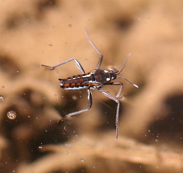 Water Cricket