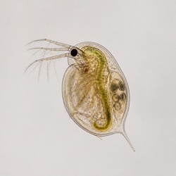 Water Flea Identification Guide