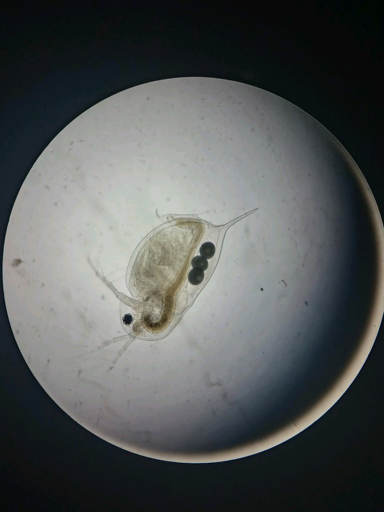 Water Flea
