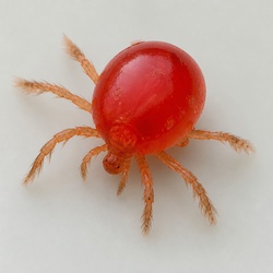Water Mite Identification Guide