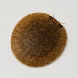 Water Penny Beetle Identification Guide