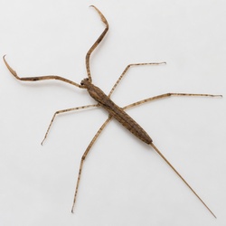 Water Scorpion Identification Guide