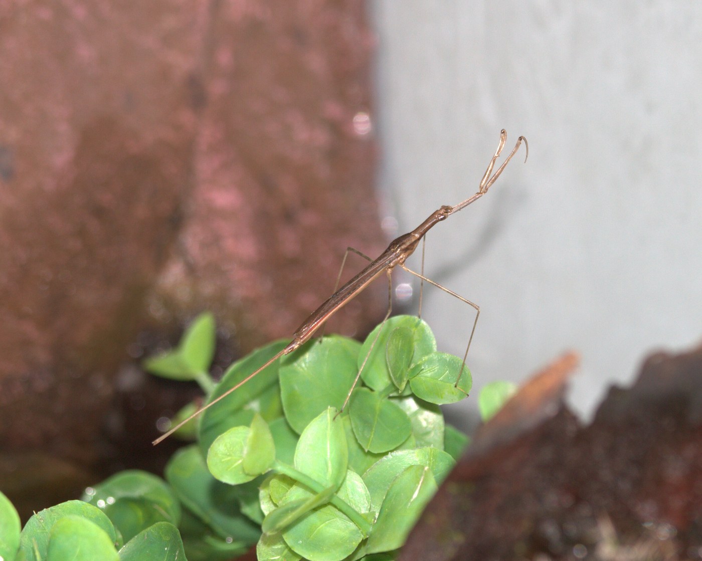 Water Scorpion