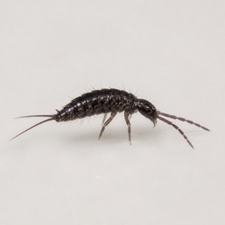 Water Springtail Identification Guide