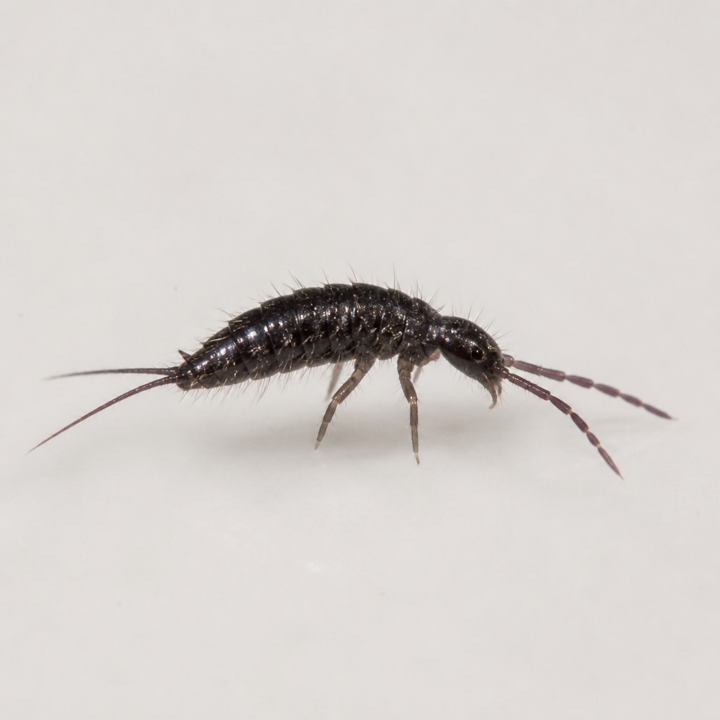 Water Springtail