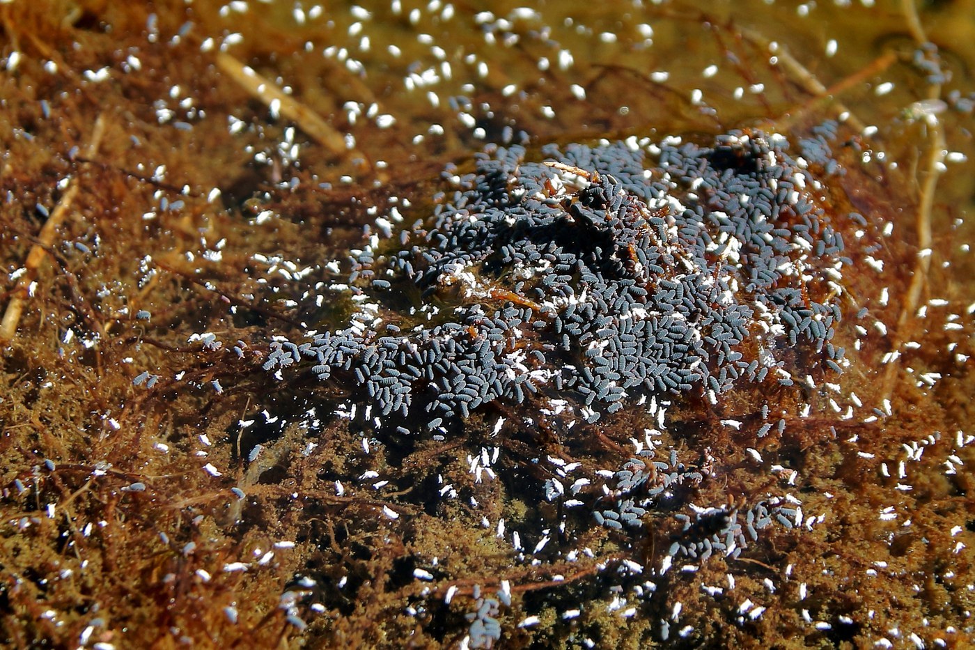 Water Springtail