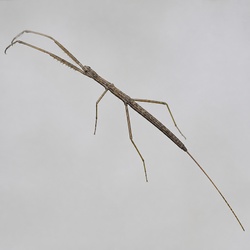 Water Stick Insect Identification Guide