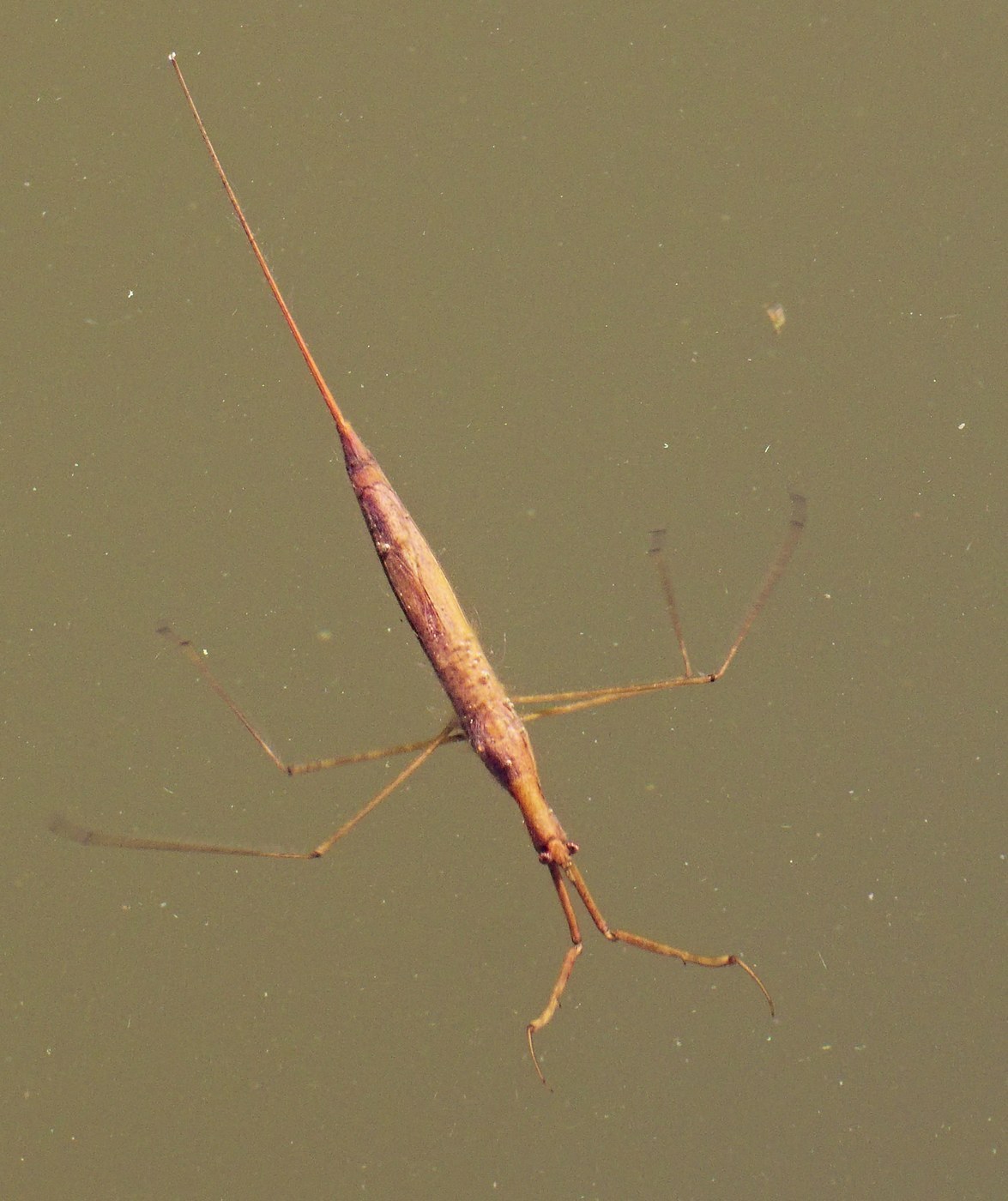 Water Stick Insect