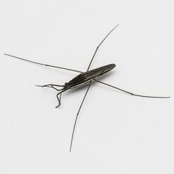 Water Strider Identification Guide