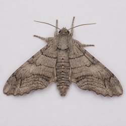 Waved Sphinx Moth Identification Guide