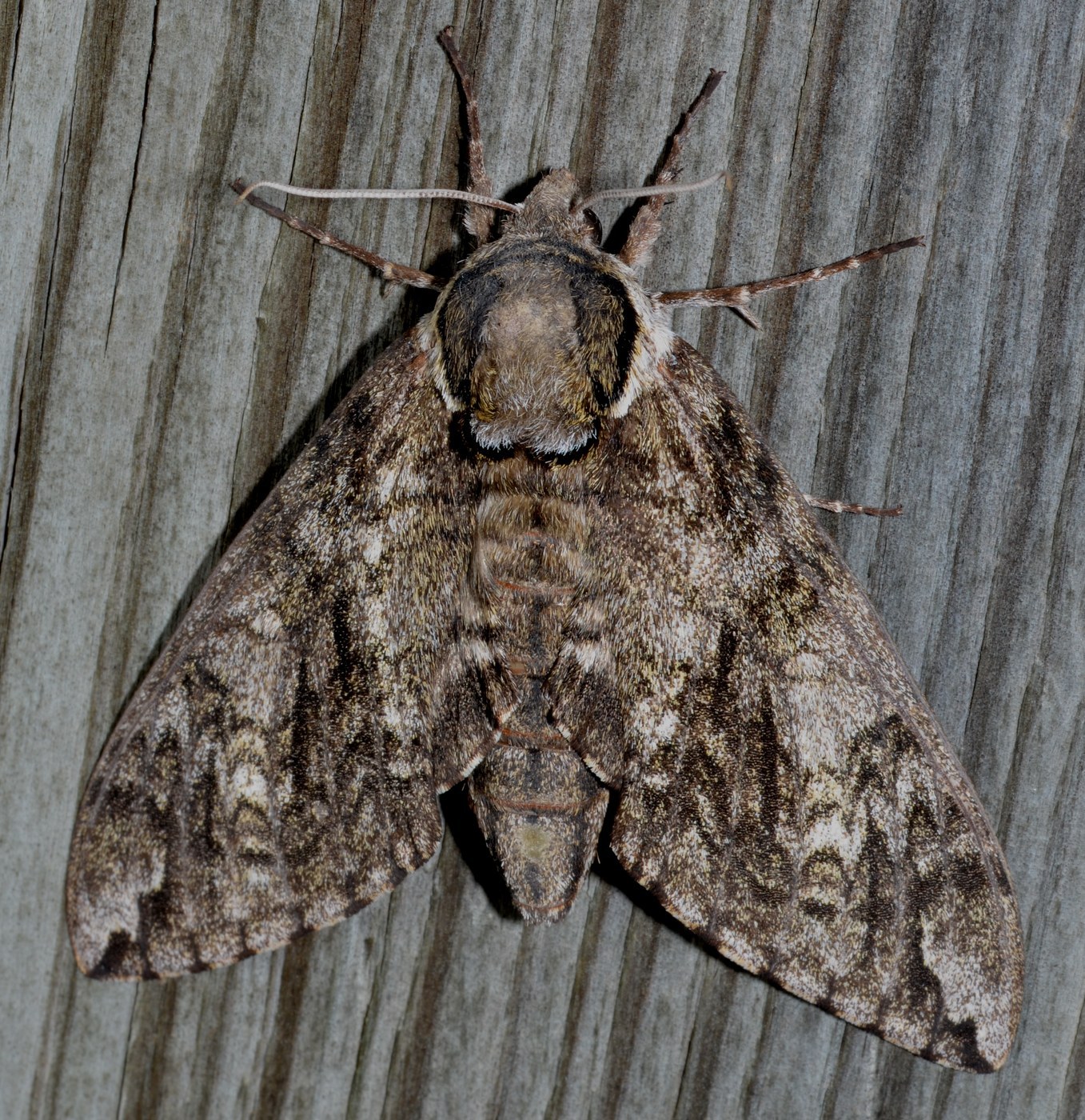 Waved Sphinx Moth