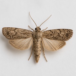 Wax Moth Identification Guide