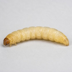 Waxworm Identification Guide