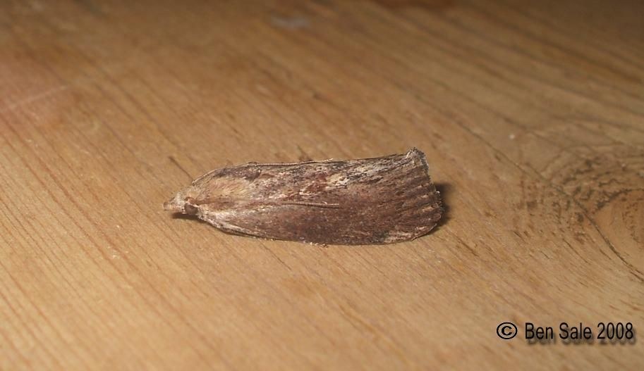 Waxworm