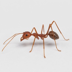 Weaver Ant Identification Guide