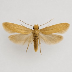 Webbing Clothes Moth Identification Guide