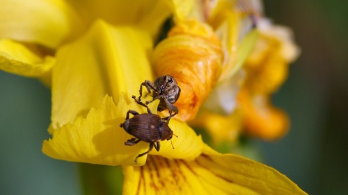 Weevil Identification Guide