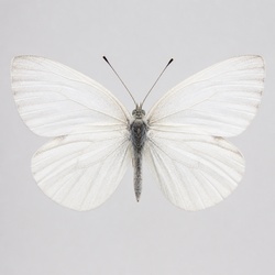West Virginia White Identification Guide