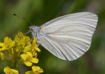 West Virginia White