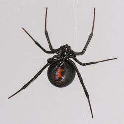 Western Black Widow Identification Guide