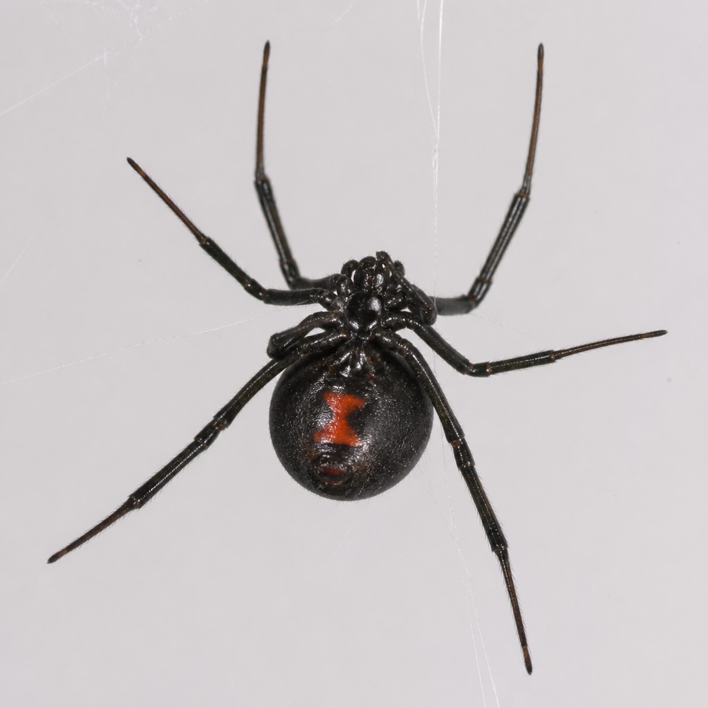 Western Black Widow (Latrodectus hesperus)