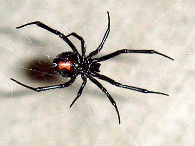 Western Black Widow