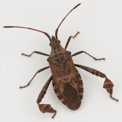 Western Conifer Seed Bug Identification Guide