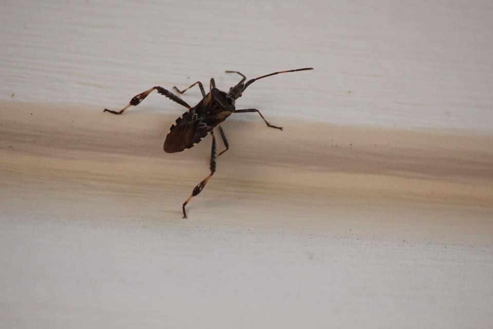Western Conifer Seed Bug