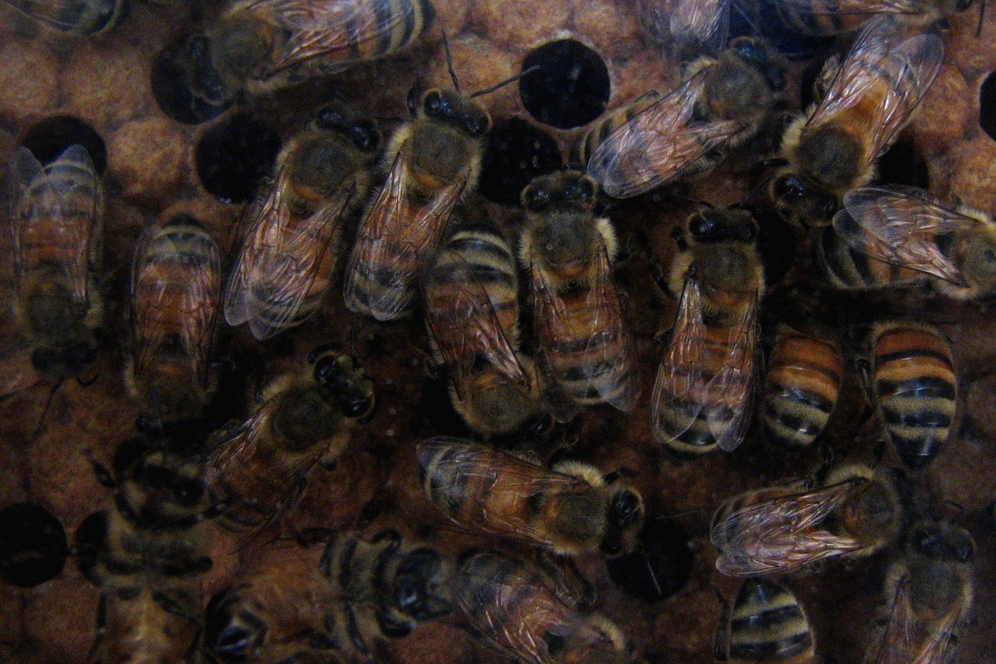 Western Honey Bee