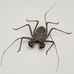Whip Scorpion Identification Guide