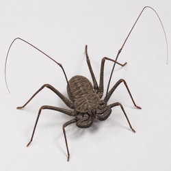Whip Spider Identification Guide