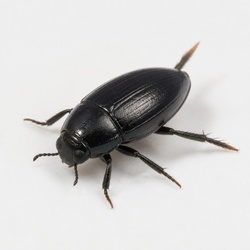 Whirligig Beetle Identification Guide