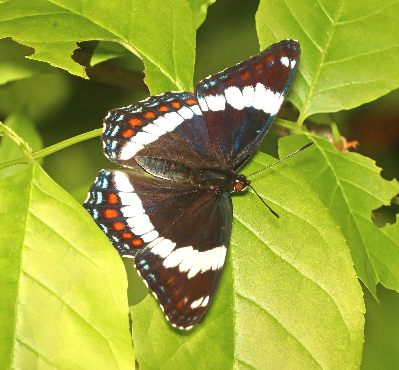 White Admiral