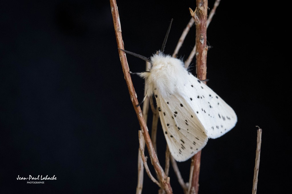 White Ermine Moth