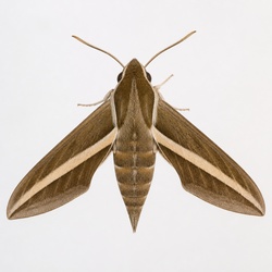 White-lined Sphinx Moth Identification Guide