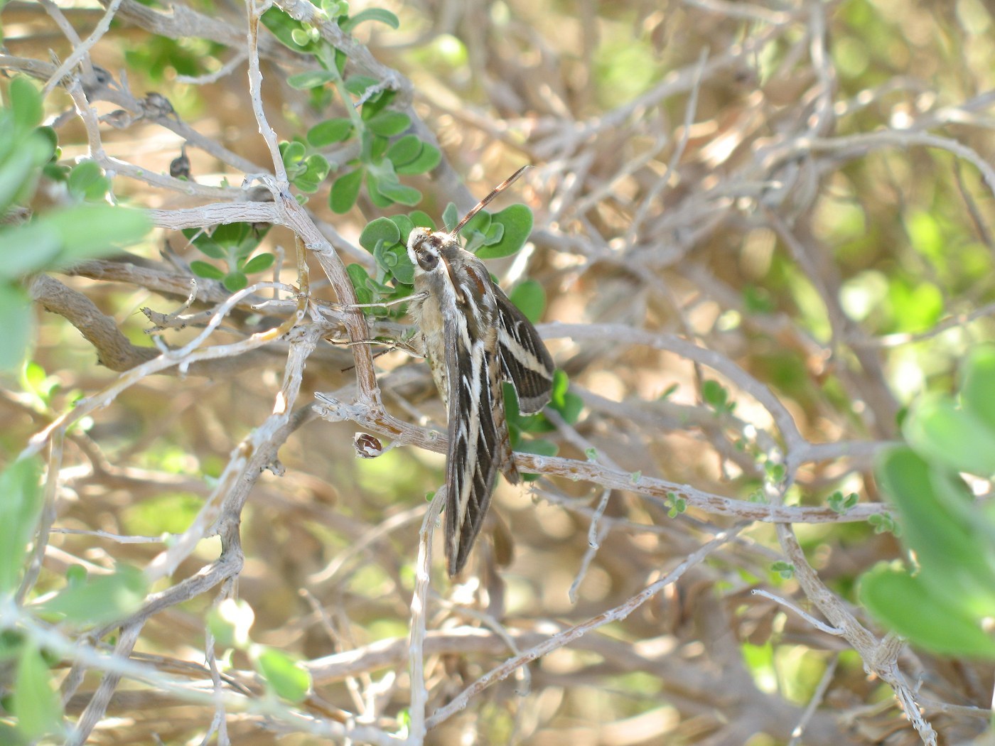 White-lined Sphinx Moth