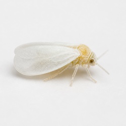Whitefly Identification Guide