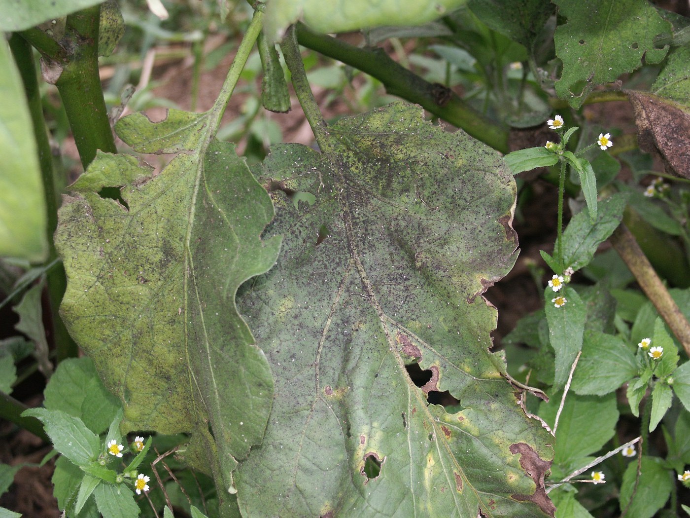 Whitefly