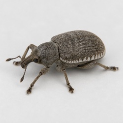 Whitefringed Beetle Identification Guide