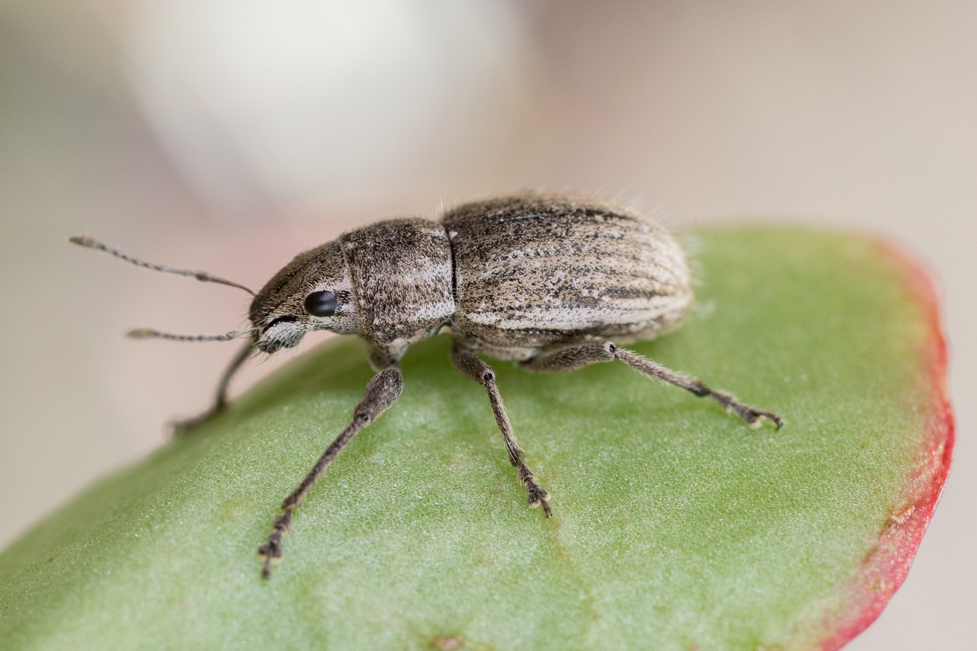 Whitefringed Beetle