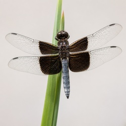 Widow Skimmer Identification Guide
