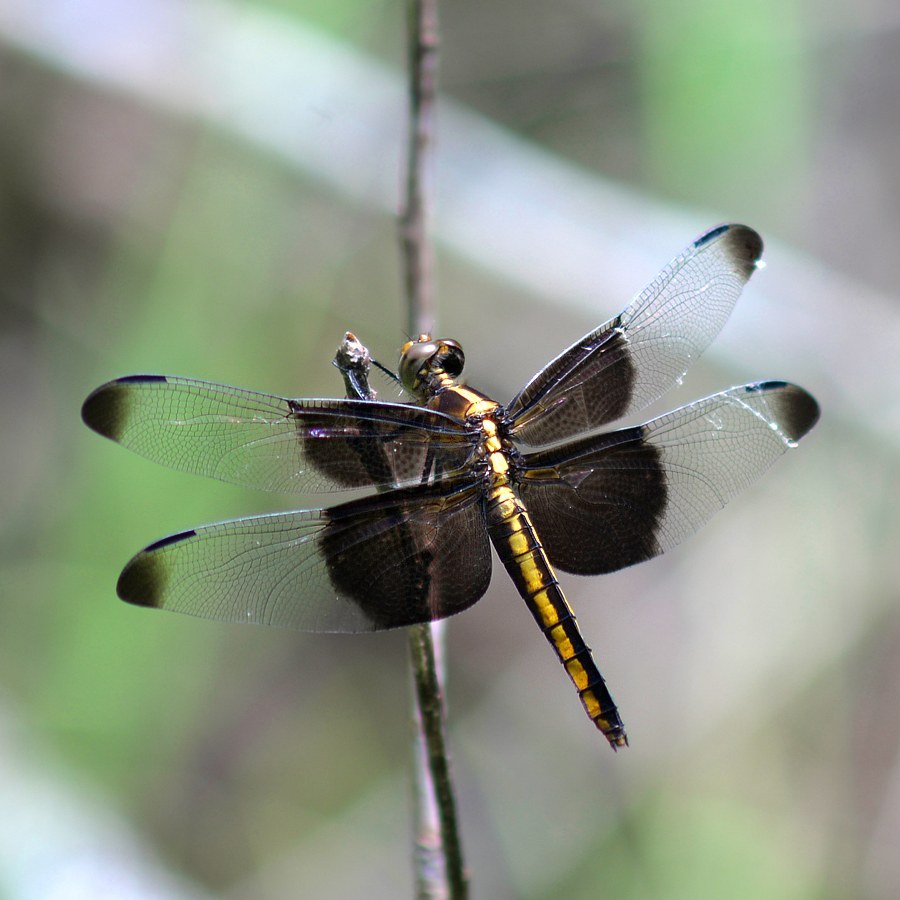 Widow Skimmer