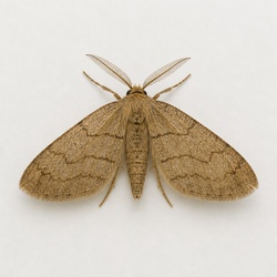 Winter Moth Identification Guide