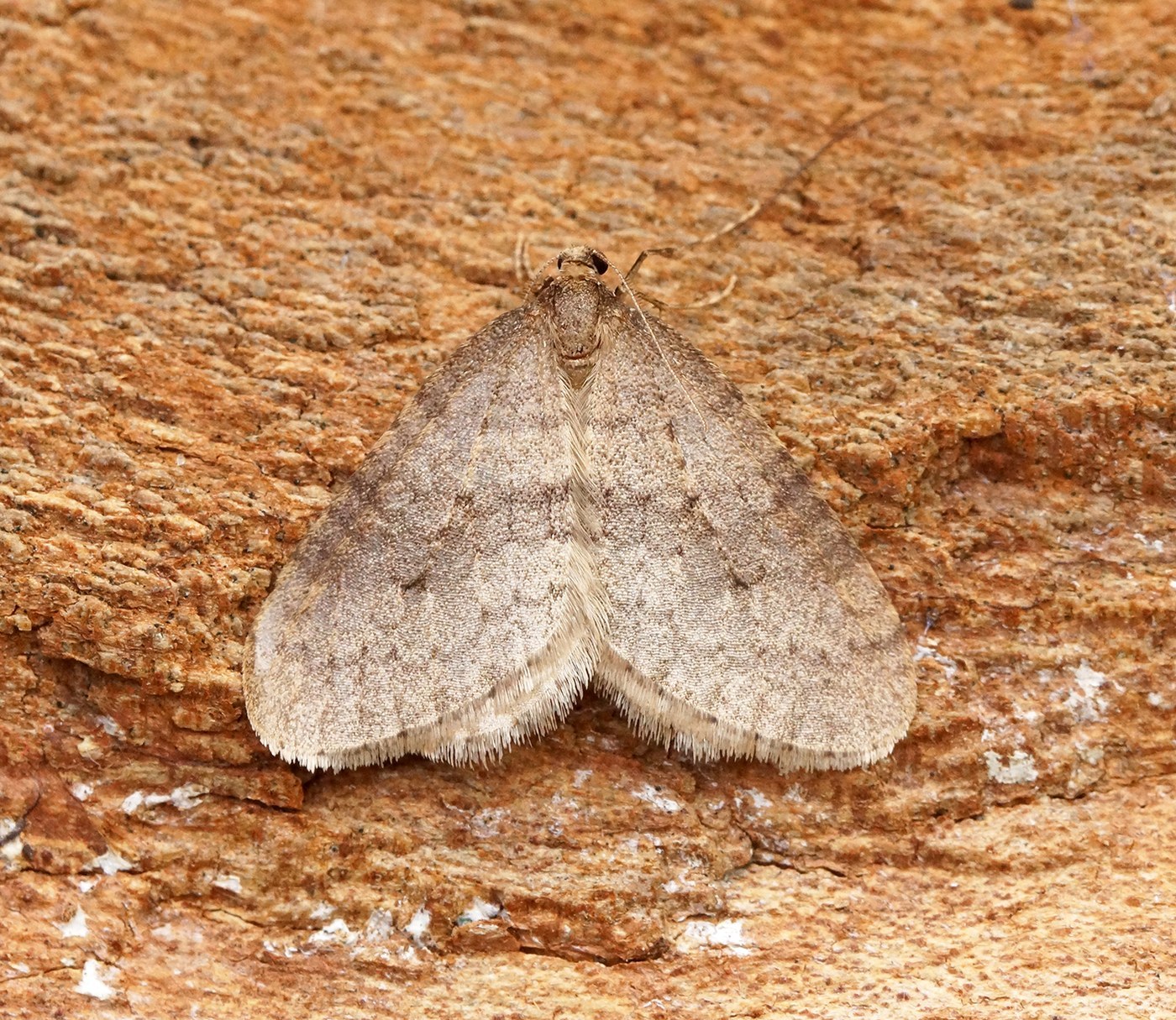 Winter Moth
