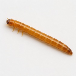 Wireworm Identification Guide