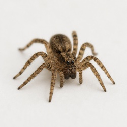Wolf Spiderling Identification Guide
