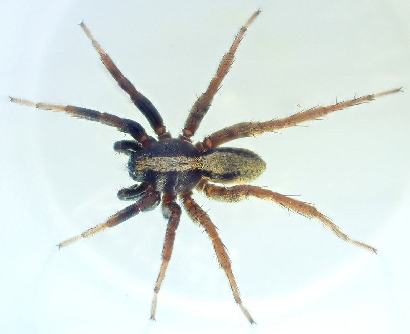 Wolf Spiderling