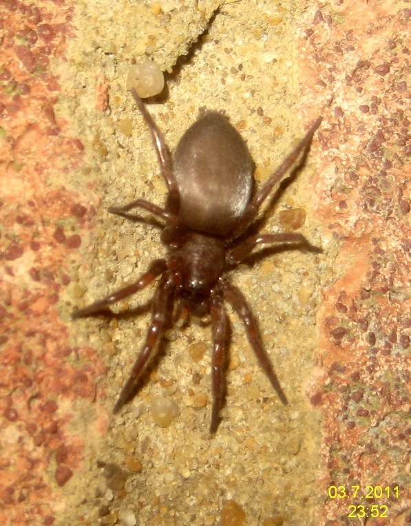 Woodlouse Spider